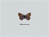 藏品(小灰蝶科)的圖片